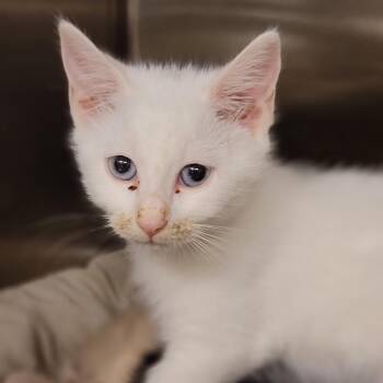 Precious -  Domestic Short Hair Cat for Adoption in Port Charlotte, Florida - Precious | PetCurious