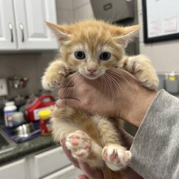 Hamlett -  Domestic Short Hair Cat for Adoption in Huntsville, Alabama - Hamlett | PetCurious