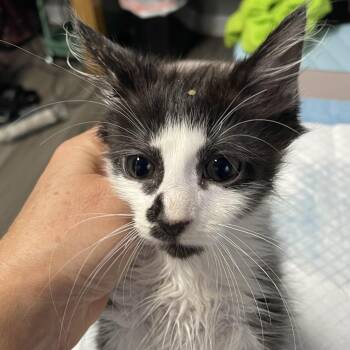 Bergen -  Domestic Medium Hair Cat for Adoption in Durham, North Carolina - Bergen | PetCurious