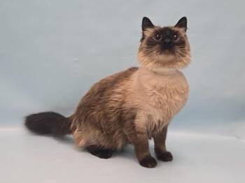 Loki -  Domestic Medium Hair Cat for Adoption in Minneapolis, Minnesota - Loki | PetCurious