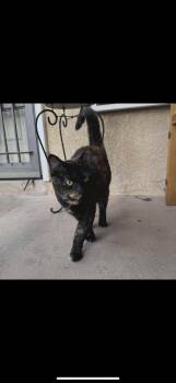 Rescue Tortoiseshell Cats for Adoption in Albuquerque, New Mexico - Fifi | PetCurious