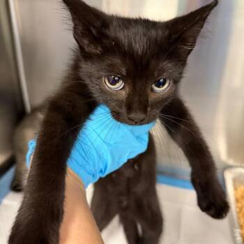 UPS -  Domestic Short Hair Cat for Adoption in Greensboro, North Carolina - UPS | PetCurious