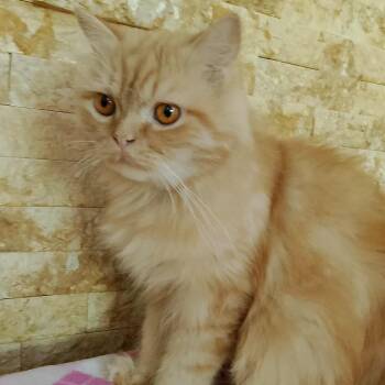 Rescue Persian Cats for Adoption in Brampton, Ontario - Meshmesh | PetCurious