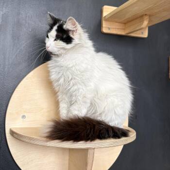 Chikis -  Domestic Long Hair Cat for Adoption in Los Angeles, California - Chikis | PetCurious