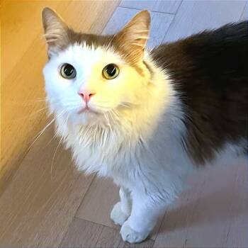 Rescue Domestic Short Hair Cats for Adoption in New York, New York - Letty | PetCurious