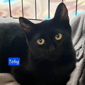 Toby -  Domestic Short Hair Cat for Adoption in Jessup, Maryland - Toby | PetCurious