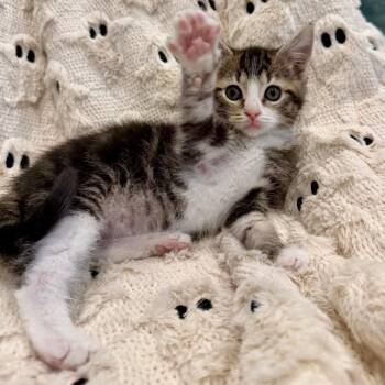 Poppy -  Domestic Short Hair Cat for Adoption in Evansville, Indiana - Poppy | PetCurious