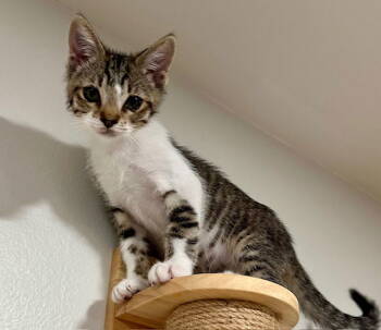 Rescue Domestic Short Hair Cats for Adoption in Seal Beach, California - Kitten Hank | PetCurious