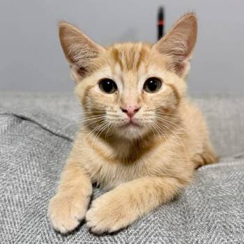 Domestic Short Hair Cats Available for Adoption in Middleburg, Florida - Liam 28460 | PetCurious