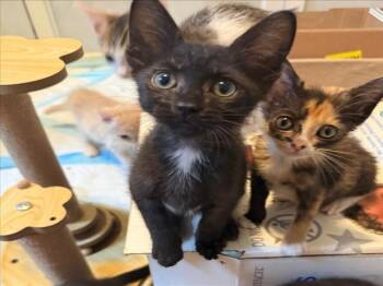 *CARL -  Domestic Short Hair Cat for Adoption in Woodland, California - *CARL | PetCurious