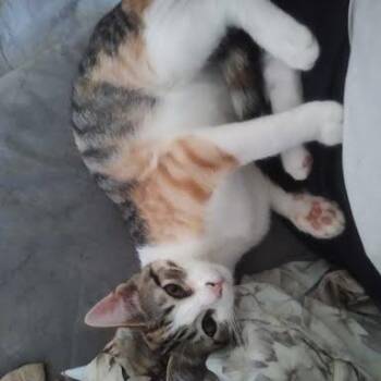 Orion -  Domestic Short Hair Cat for Adoption in South Elgin, Illinois - Orion | PetCurious