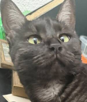 Betty Boop -  Domestic Short Hair Cat for Adoption in Eugene, Oregon - Betty Boop | PetCurious