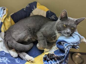 Domestic Short Hair Cats Available for Adoption in South Bend, Indiana - Jagger | PetCurious