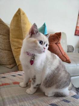 Reya -  Scottish Fold Cat Available for Adoption in Boynton Beach, Florida - Reya | PetCurious