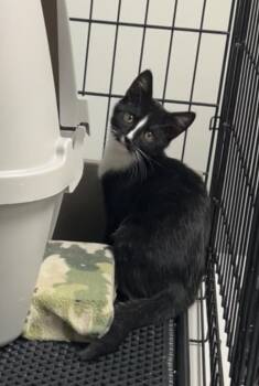 Crab Cake -  Domestic Short Hair Cat for Adoption in Montville, New Jersey - Crab Cake | PetCurious