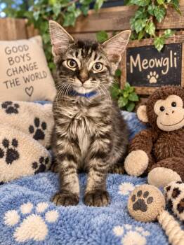 Meowgli -  Maine Coon and Domestic Medium Hair Cat for Adoption in Tavares, Florida - Meowgli | PetCurious