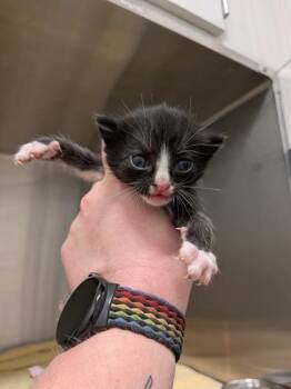 Shock -  Domestic Short Hair Cat for Adoption in Atlanta, Georgia - Shock | PetCurious