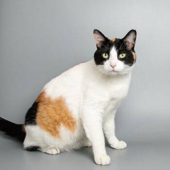 Domestic Short Hair Cats Available for Adoption in Longmont, Colorado - Violet | PetCurious