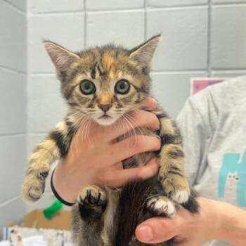Gaia -  Domestic Short Hair Cat for Adoption in West Olive, Michigan - Gaia | PetCurious