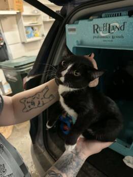 Domestic Medium Hair Cats Available for Adoption in Wasilla, Alaska - Mashed Potatoes | PetCurious
