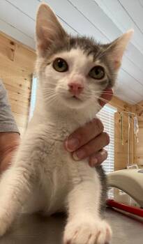 Felix -  Domestic Short Hair Cat for Adoption in Cumming, Georgia - Felix | PetCurious