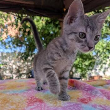 PRINCE PHILLIP -  Domestic Medium Hair Cat for Adoption in Auburn, California - PRINCE PHILLIP | PetCurious