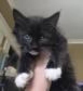 Acrobat -  Domestic Short Hair Cat for Adoption in Kansas City, Missouri - Acrobat | PetCurious