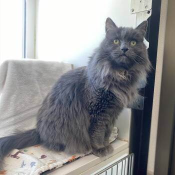 Domestic Long Hair Cats Available for Adoption in Truckee, California - Bailey | PetCurious