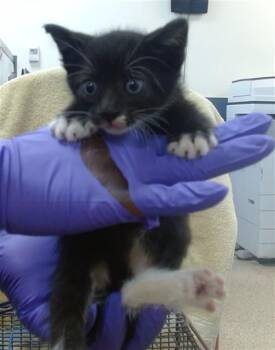RAIN -  Domestic Short Hair Cat for Adoption in Doral, Florida - RAIN | PetCurious