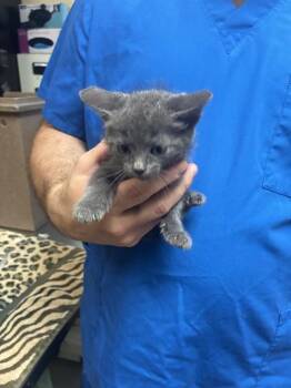 BIRCH -  Domestic Short Hair Cat for Adoption in Cookeville, Tennessee - BIRCH | PetCurious