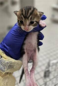 Domestic Short Hair Cats Available for Adoption in Dallas, Texas - SQUEAK | PetCurious