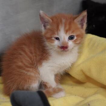 Benji -  Domestic Short Hair Cat for Adoption in Evensville, Tennessee - Benji | PetCurious
