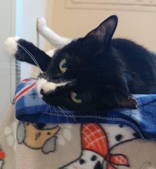 Rescue Domestic Short Hair Cats for Adoption in Milpitas, California - Lilith | PetCurious