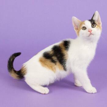 Treasure Map -  Domestic Short Hair Cat for Adoption in Dallas, Texas - Treasure Map | PetCurious