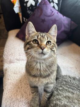 Rescue Domestic Short Hair Cats for Adoption in Mokena, Illinois - Tina Belcher And Louise Belcher | PetCurious