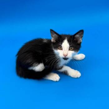 Kansas -  Siamese and Domestic Short Hair Cat for Adoption in Plainfield, Illinois - Kansas | PetCurious