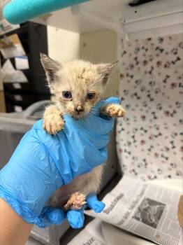 CREAMSICLE -  Domestic Short Hair Cat for Adoption in Riverside, California - CREAMSICLE | PetCurious