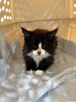 Felix -  Domestic Medium Hair Cat for Adoption in Brookings, Oregon - Felix | PetCurious