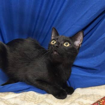 Syracuse -  Domestic Short Hair Cat for Adoption - Syracuse | PetCurious