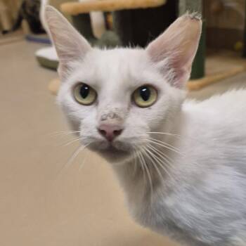 Domestic Short Hair Cats Available for Adoption in Schertz, Texas - Lanfear | PetCurious