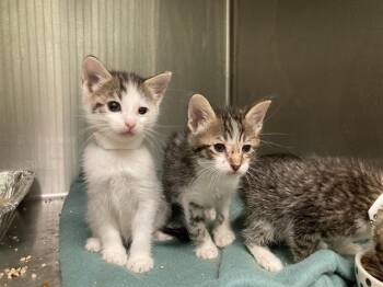 GRAHAM- BLUE COLLAR -  Domestic Short Hair Cat for Adoption in Tustin, California - GRAHAM- BLUE COLLAR | PetCurious