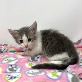 KT -  Tabby Cat for Adoption in Trophy Club, Texas - KT | PetCurious