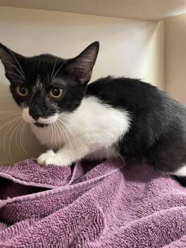 A1933974 -  Domestic Short Hair Cat for Adoption in Blythe, California - A1933974 | PetCurious