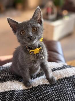 Graycee Mae S -  Russian Blue Cat for Adoption in Fresno, California - Graycee Mae S | PetCurious