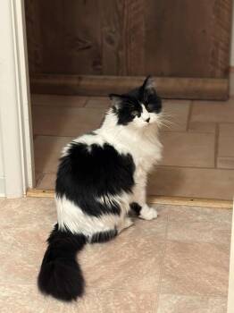 Rescue Domestic Long Hair Cats for Adoption in Gladstone, Oregon - Penny | PetCurious
