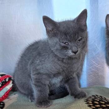 Pascal -  Domestic Short Hair Cat for Adoption in Asheville, North Carolina - Pascal | PetCurious