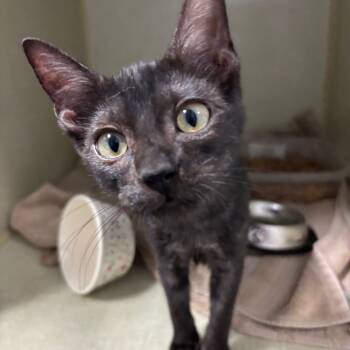 Rescue Domestic Short Hair Cats for Adoption in Webster, Texas - 8 Ball | PetCurious