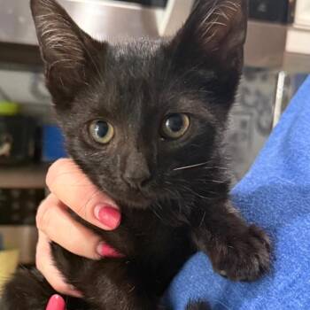 Lito Hudson -  Domestic Short Hair Cat for Adoption in Merrifield, Virginia - Lito Hudson | PetCurious