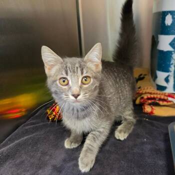 Horse Girl -  Domestic Short Hair Cat for Adoption in Rocky Mount, Virginia - Horse Girl | PetCurious