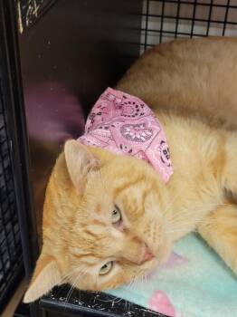 Salmon -  Domestic Short Hair Cat Available for Adoption in Youngtown, Arizona - Salmon | PetCurious